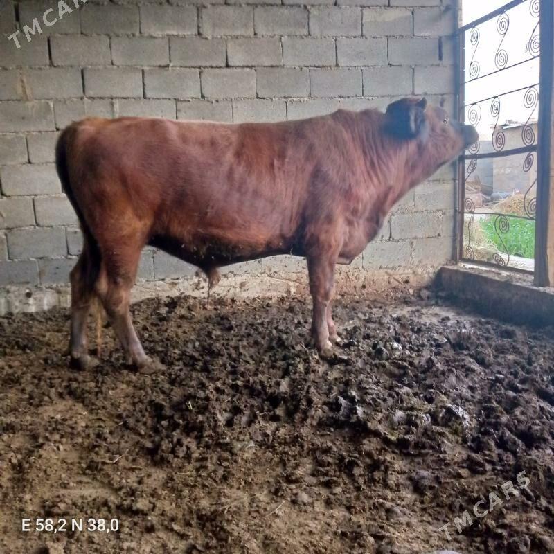 okuz - Bagyr - img 3