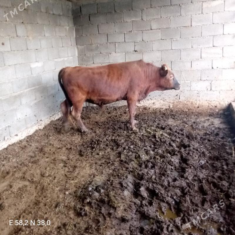 okuz - Bagyr - img 6