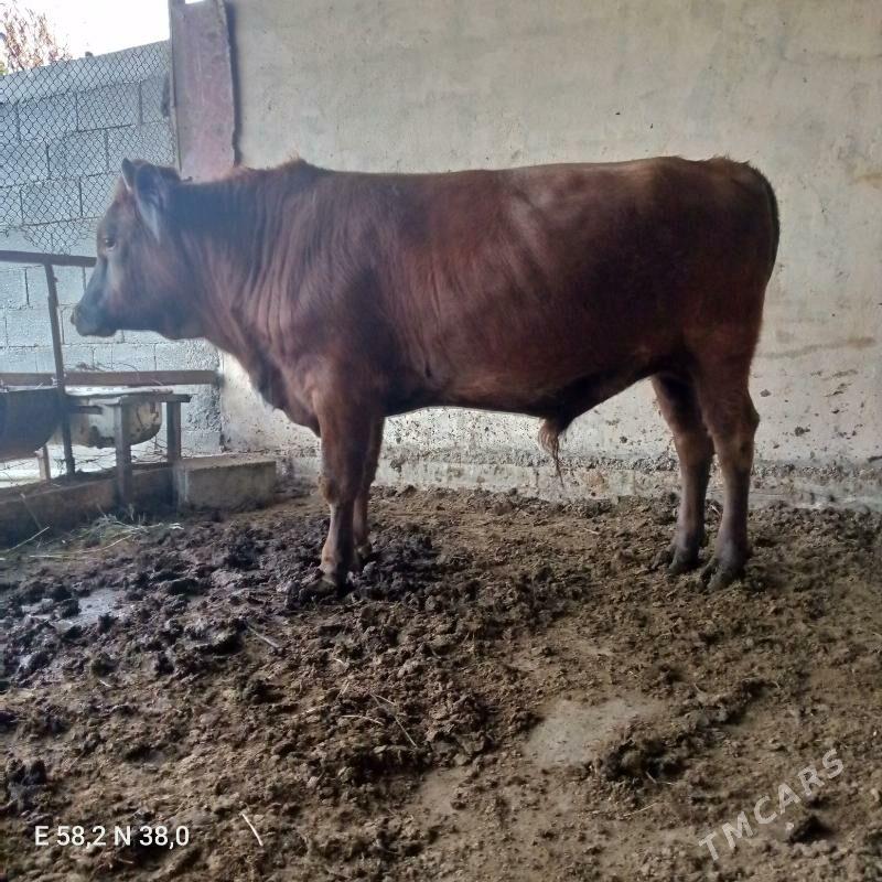 okuz - Bagyr - img 4