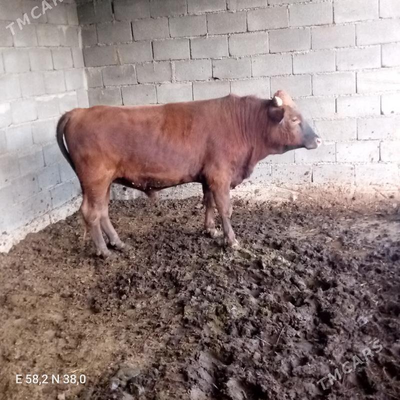 okuz - Bagyr - img 5