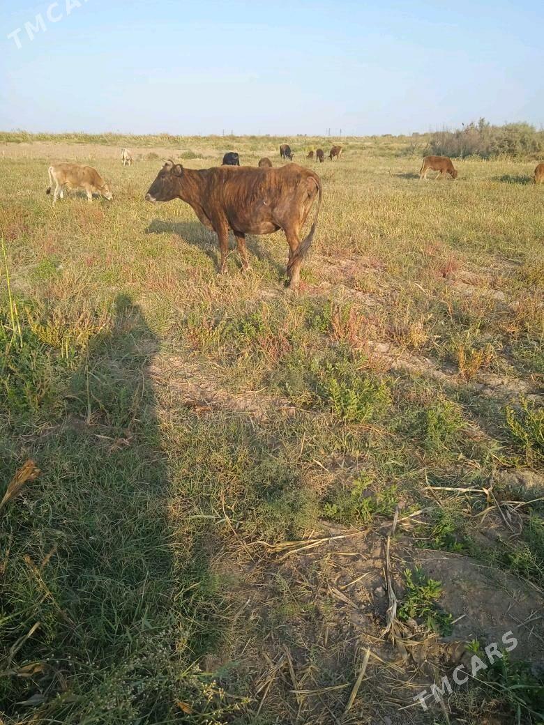 goleli sygyr 3 sany - Бабадайхан - img 5