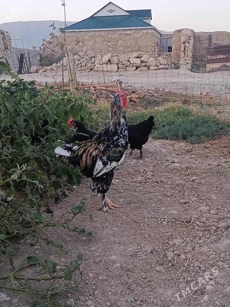 towuk horaz - Гызыларбат - img 3