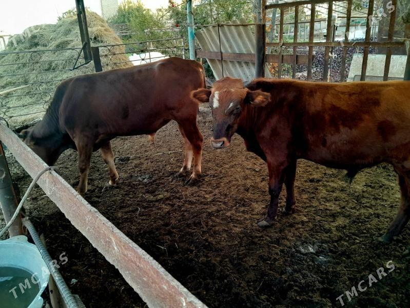 Okuzler - Мары - img 3