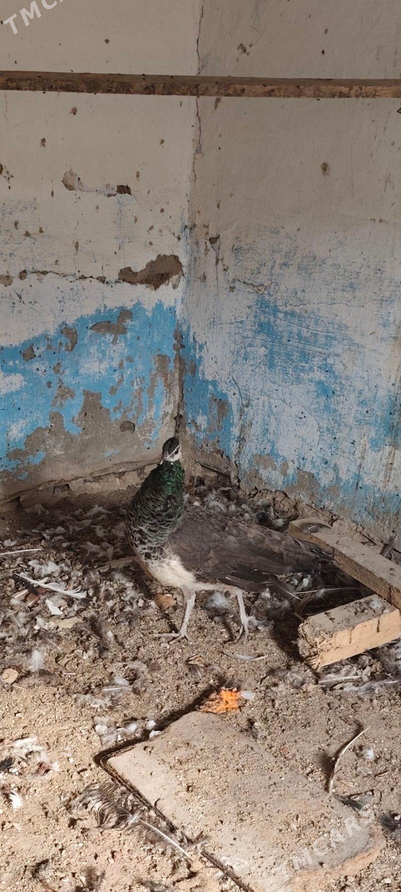 tawus guş павлин - Ýolöten - img 1