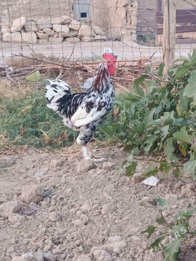 towuk horaz - Гызыларбат - img 2