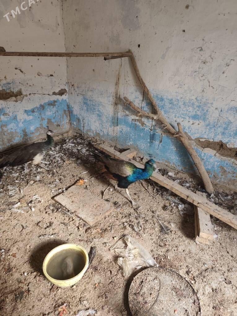 tawus guş павлин - Ýolöten - img 3