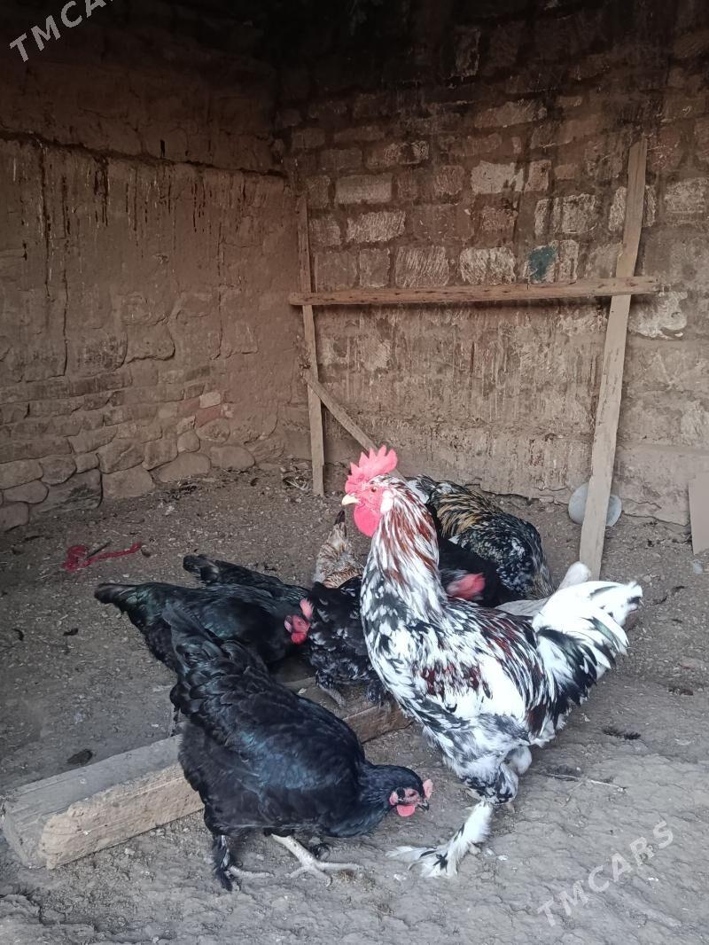 towuk horaz - Гызыларбат - img 1