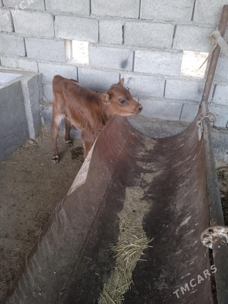 goleli sygyr 3 sany - Бабадайхан - img 7