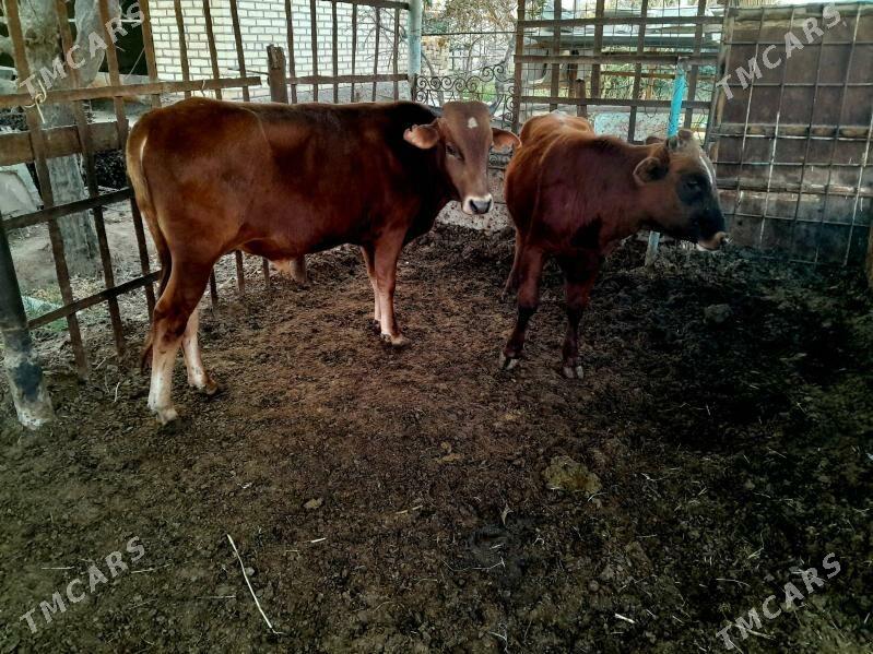 Okuzler - Мары - img 2