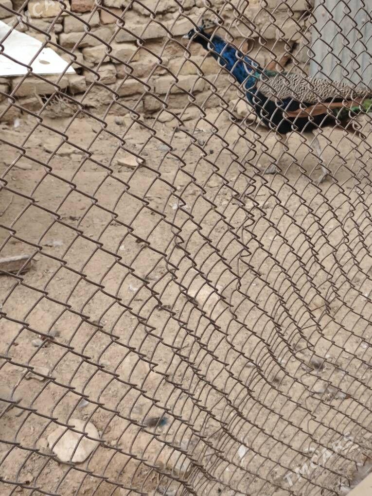 tawus guş павлин - Ýolöten - img 2