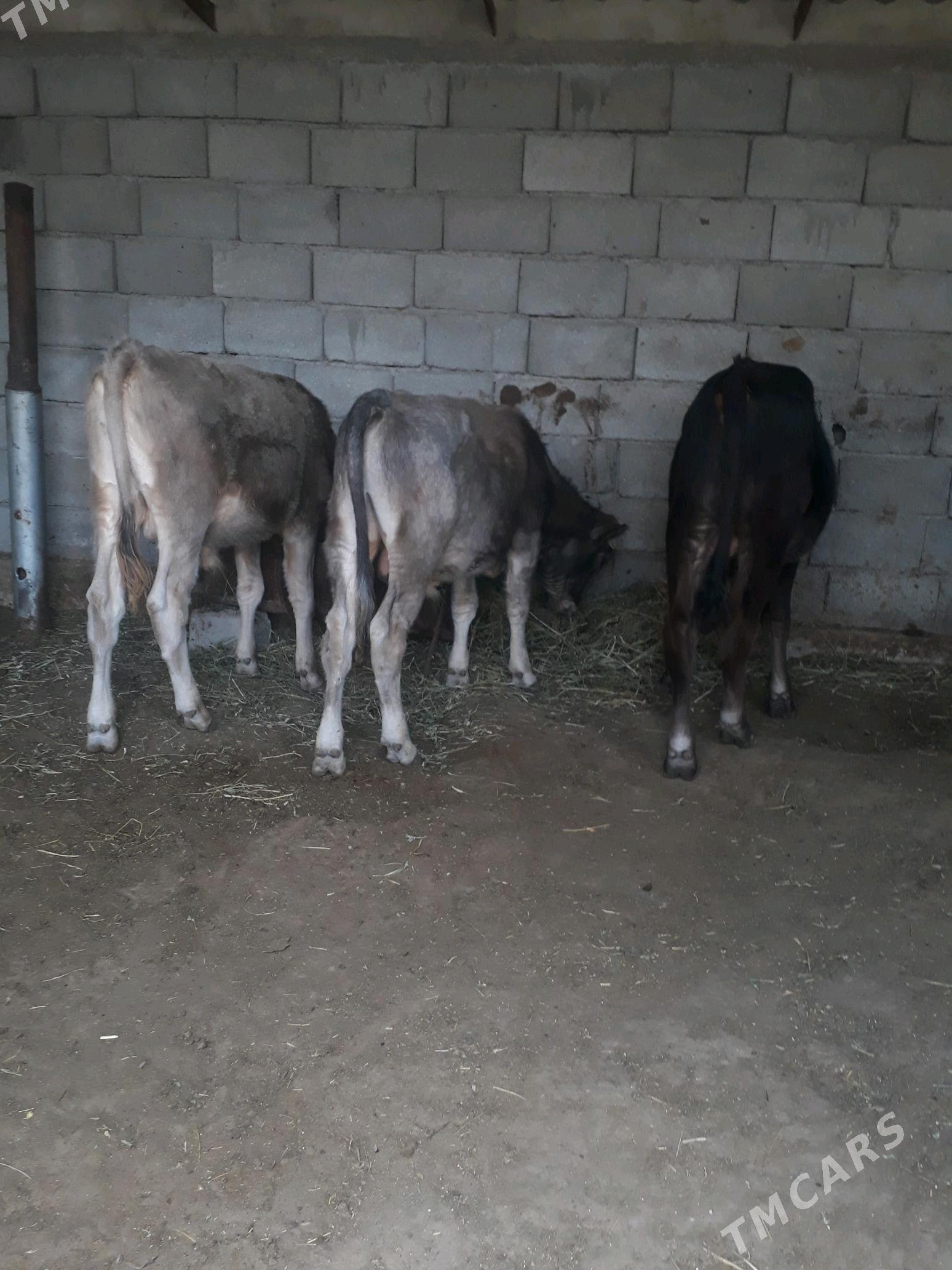 3 öküzceler - Гёкдепе - img 1