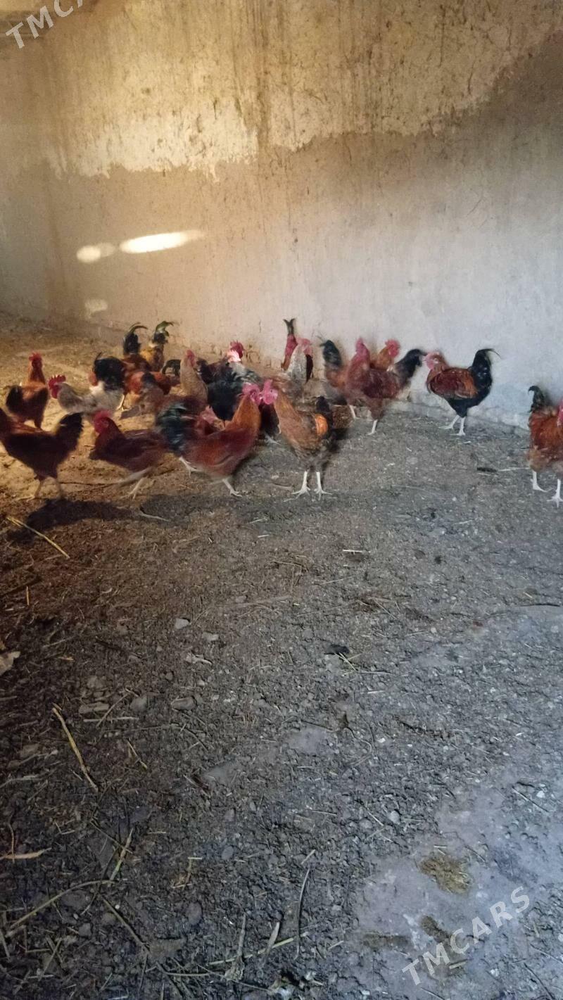 tovuk horaz - Шабатский этрап - img 1