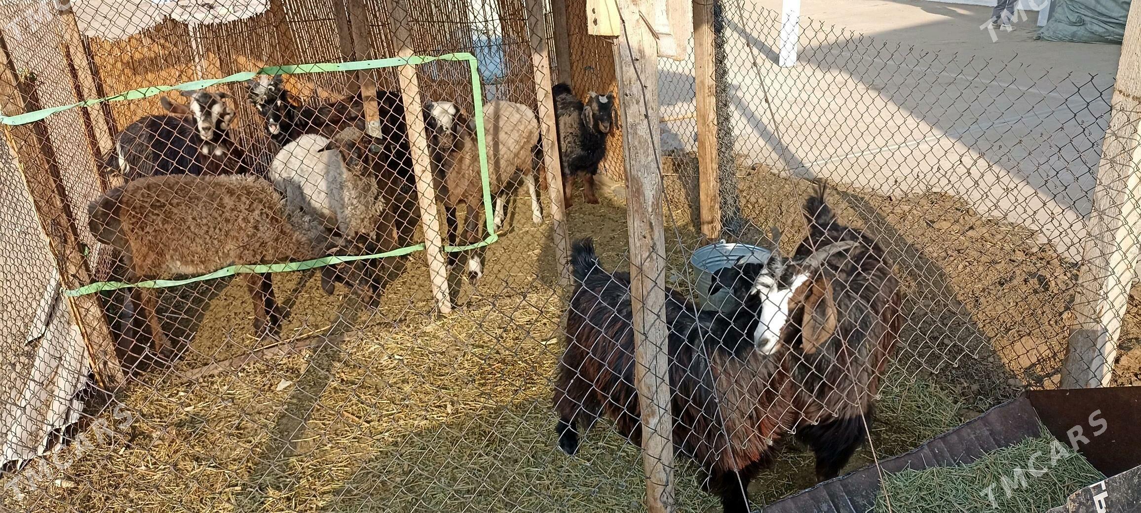 Tokly, çebiş - Гёкдепе - img 3