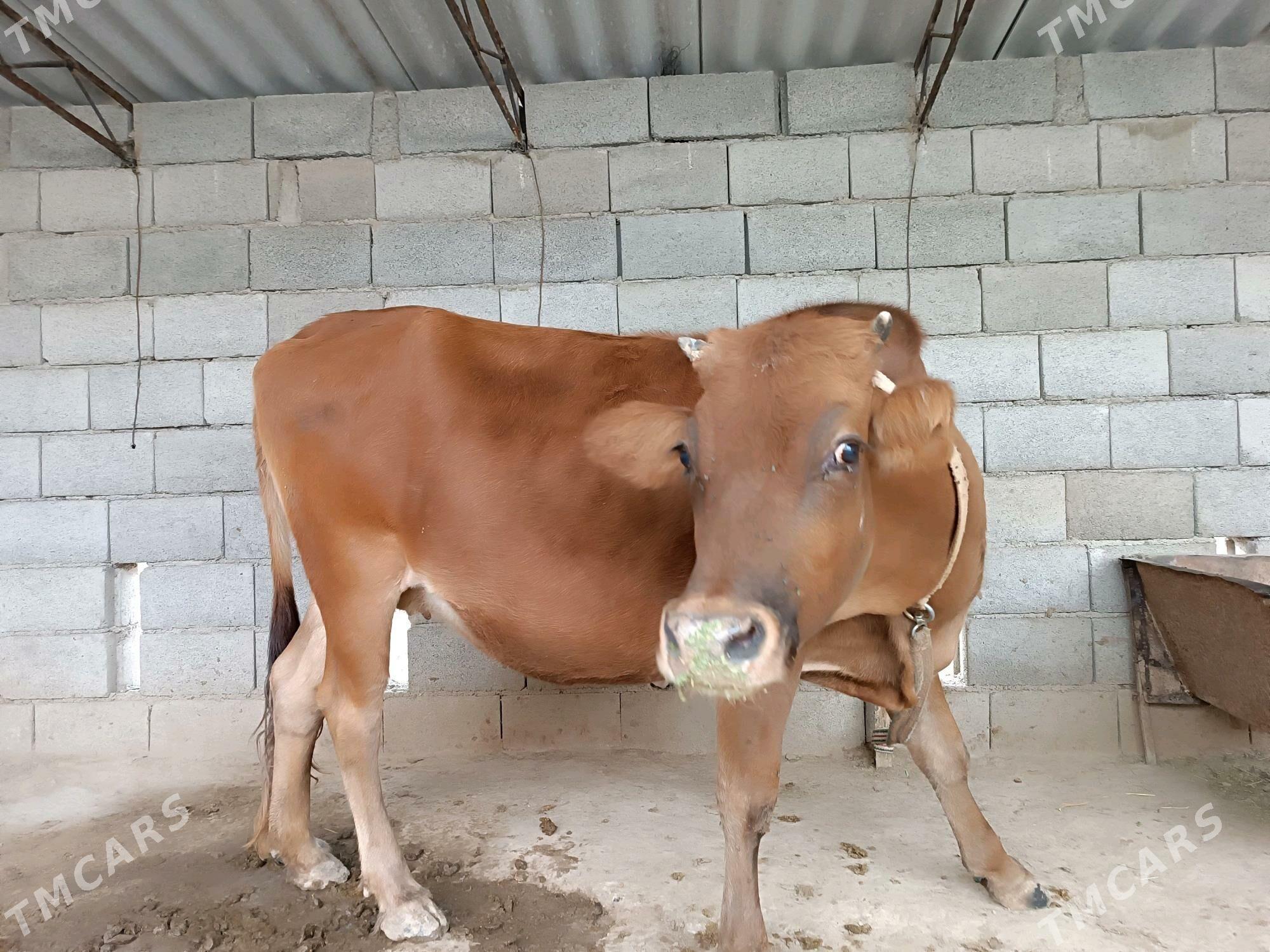 Sugyr - Мургап - img 1