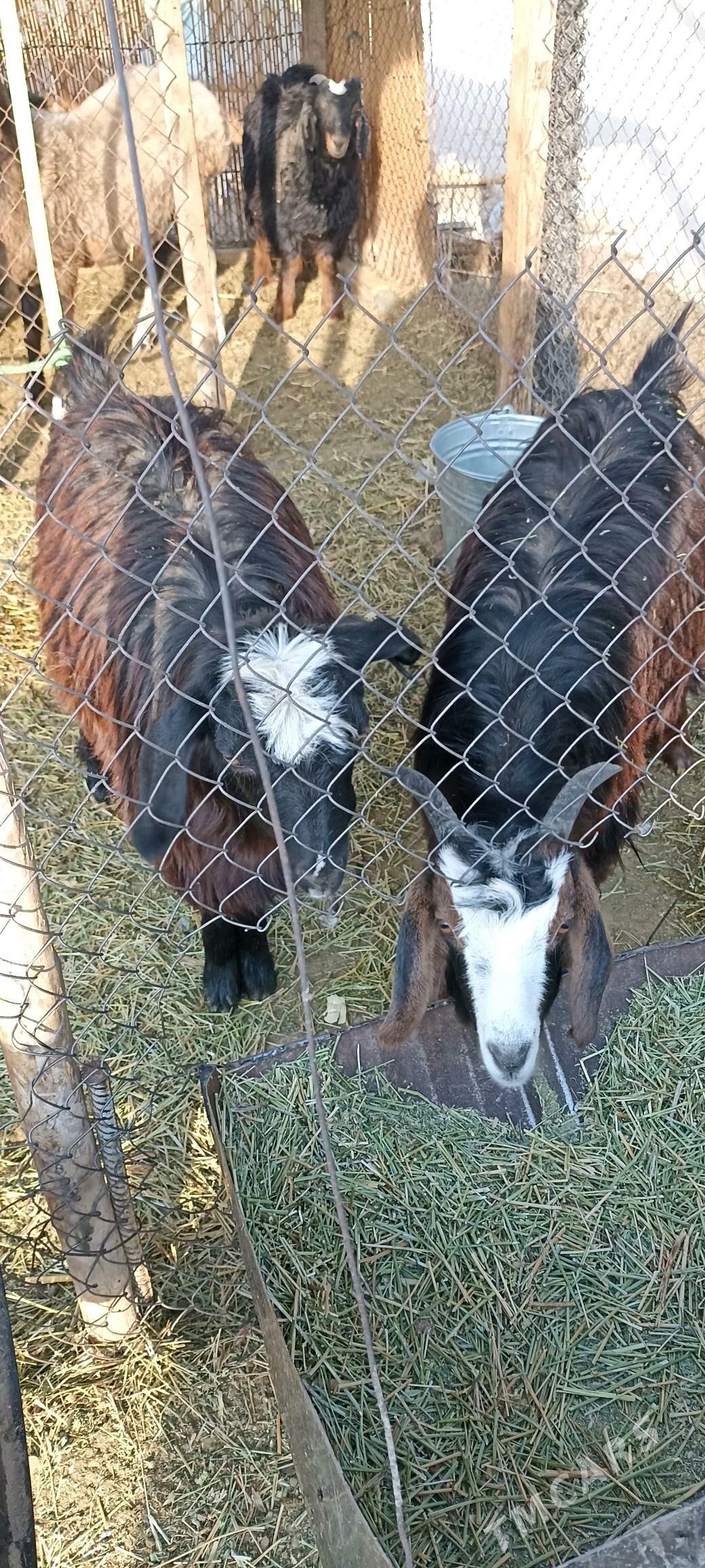 Tokly, çebiş - Гёкдепе - img 2