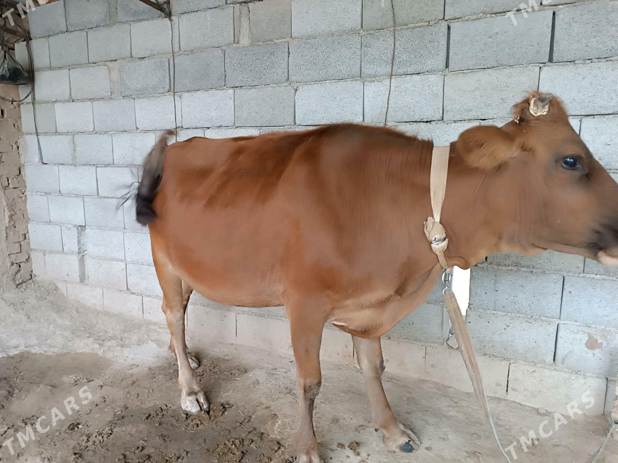 Sugyr - Мургап - img 2