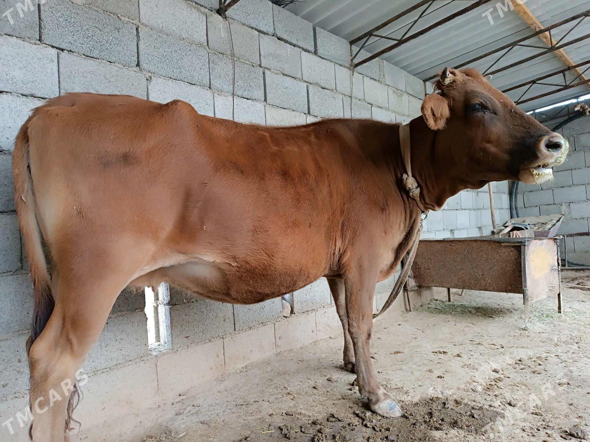 Sugyr - Мургап - img 4