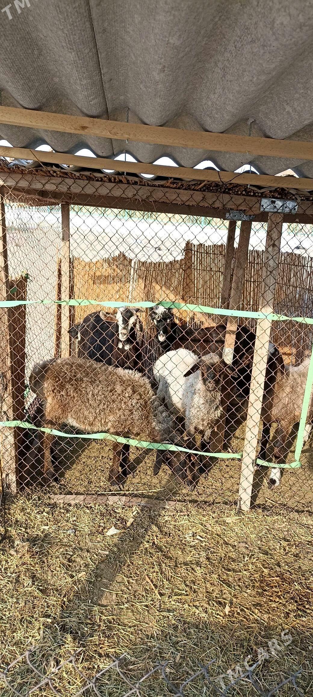 Tokly, çebiş - Гёкдепе - img 1