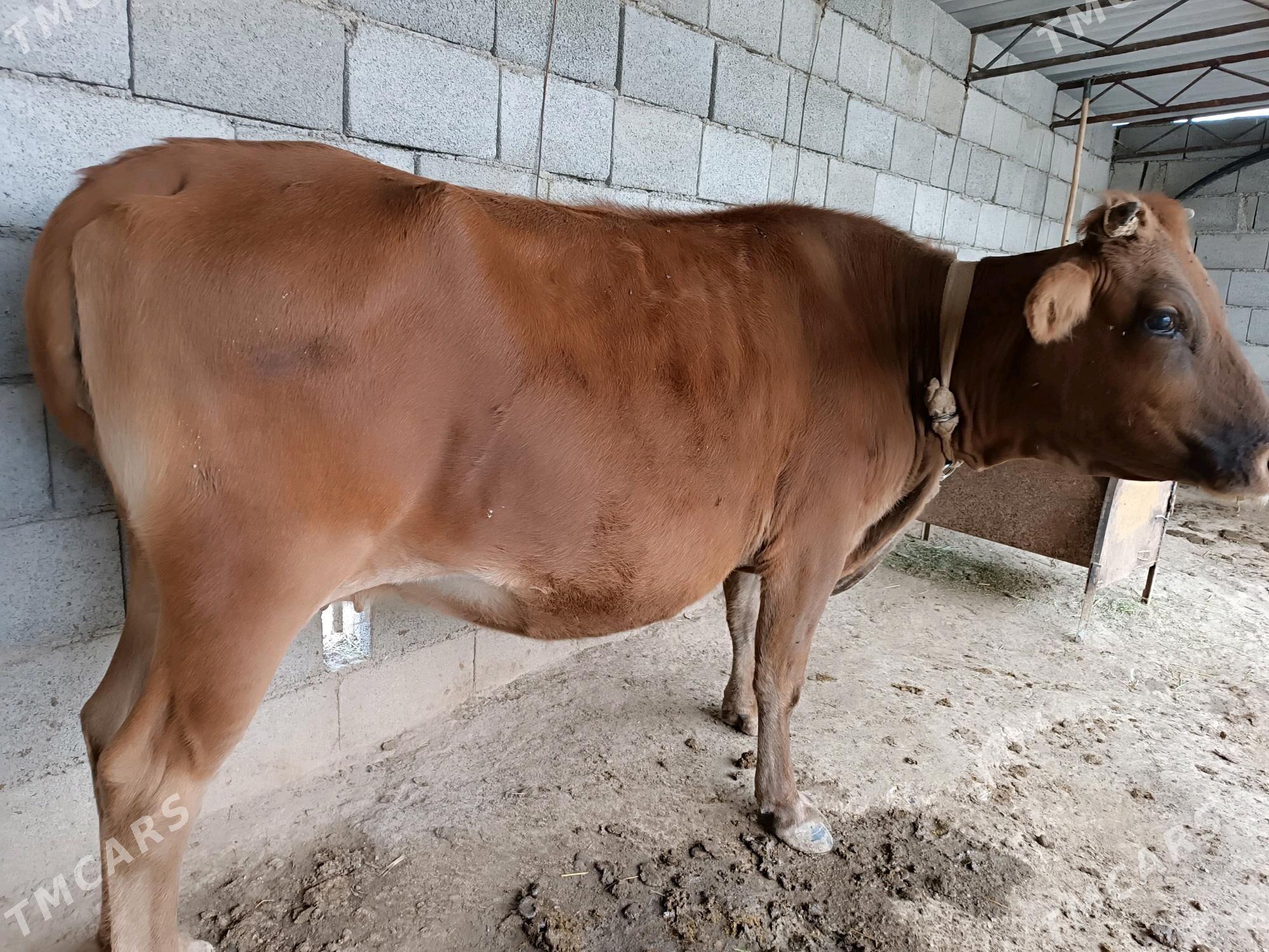 Sugyr - Мургап - img 3