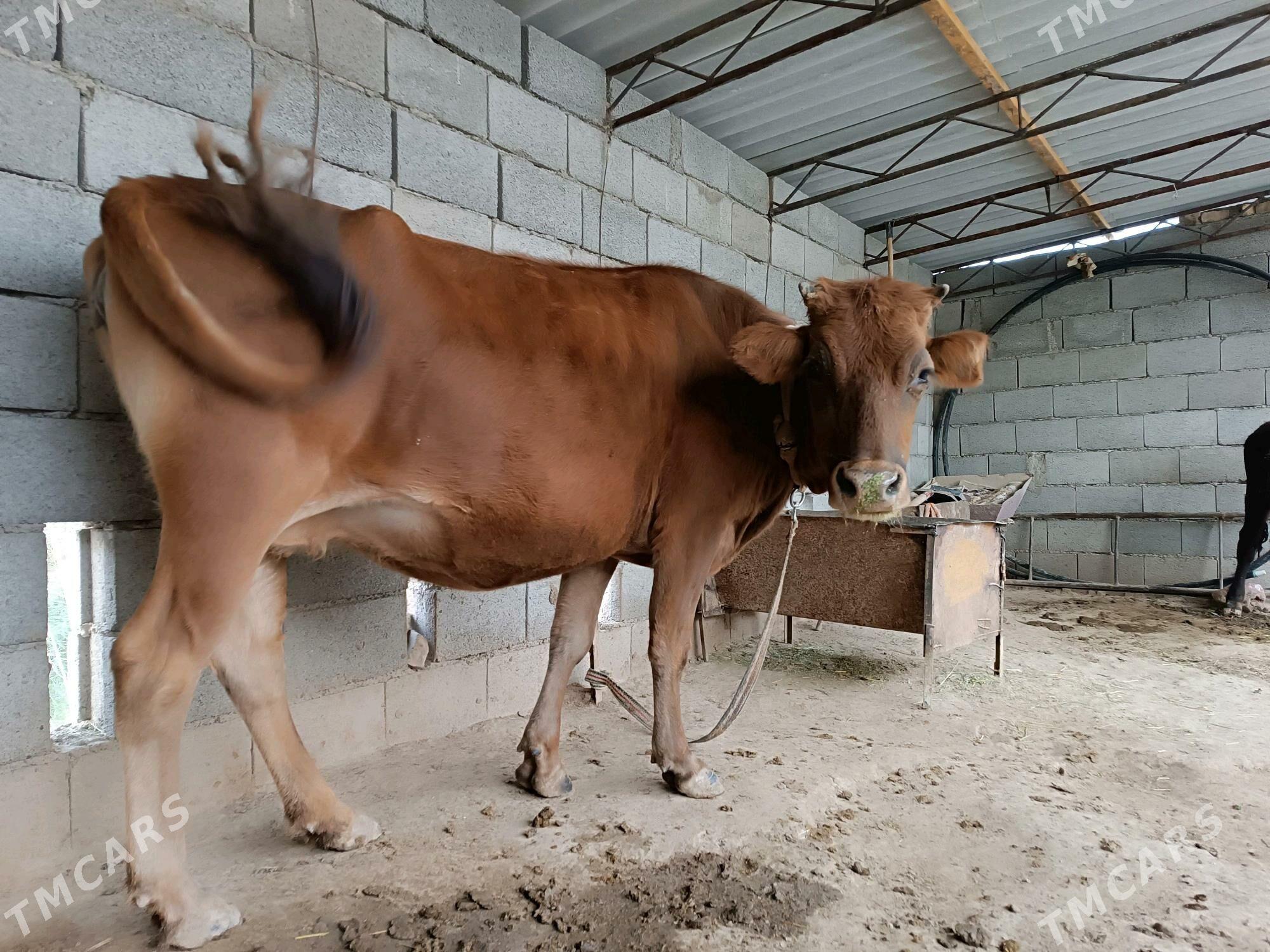 Sugyr - Мургап - img 5