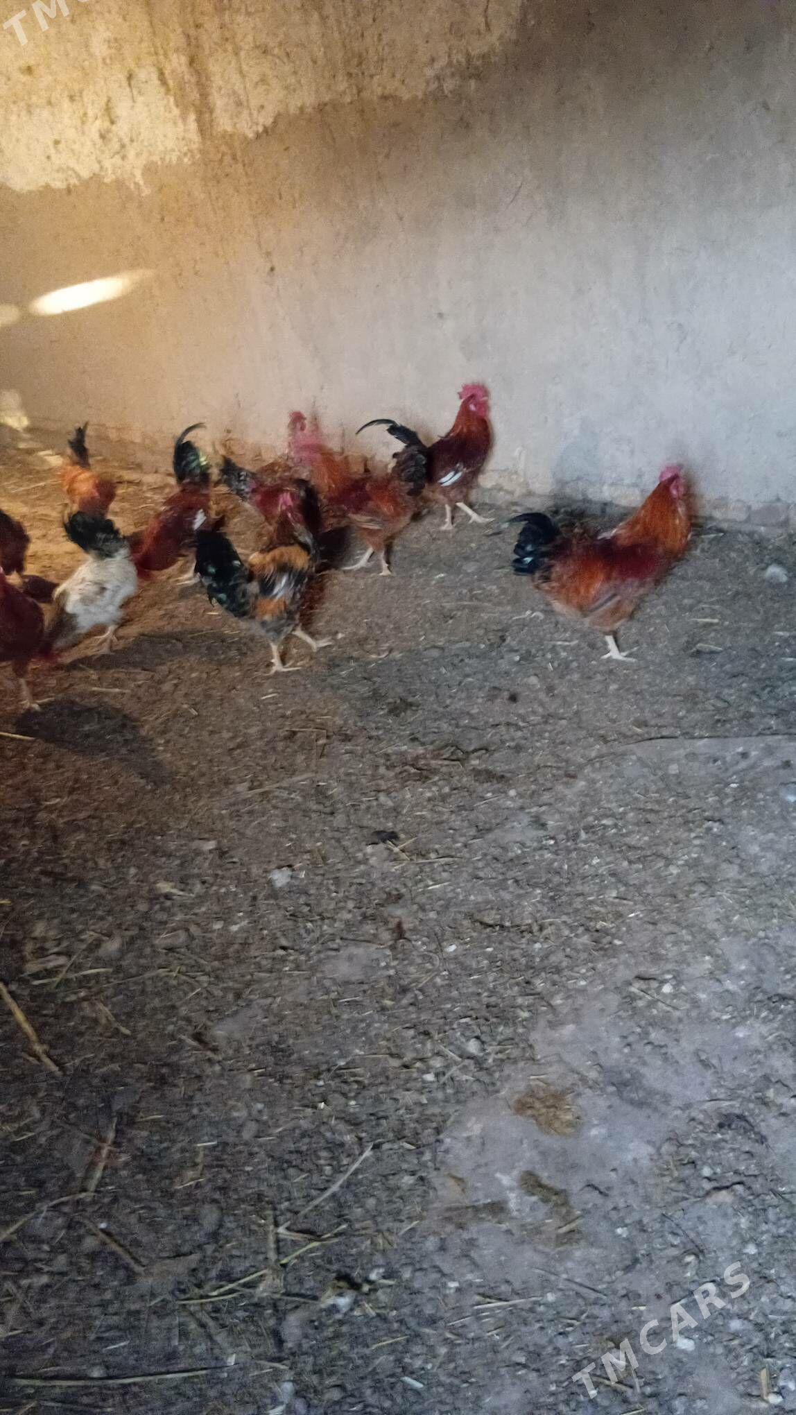 tovuk horaz - Шабатский этрап - img 3