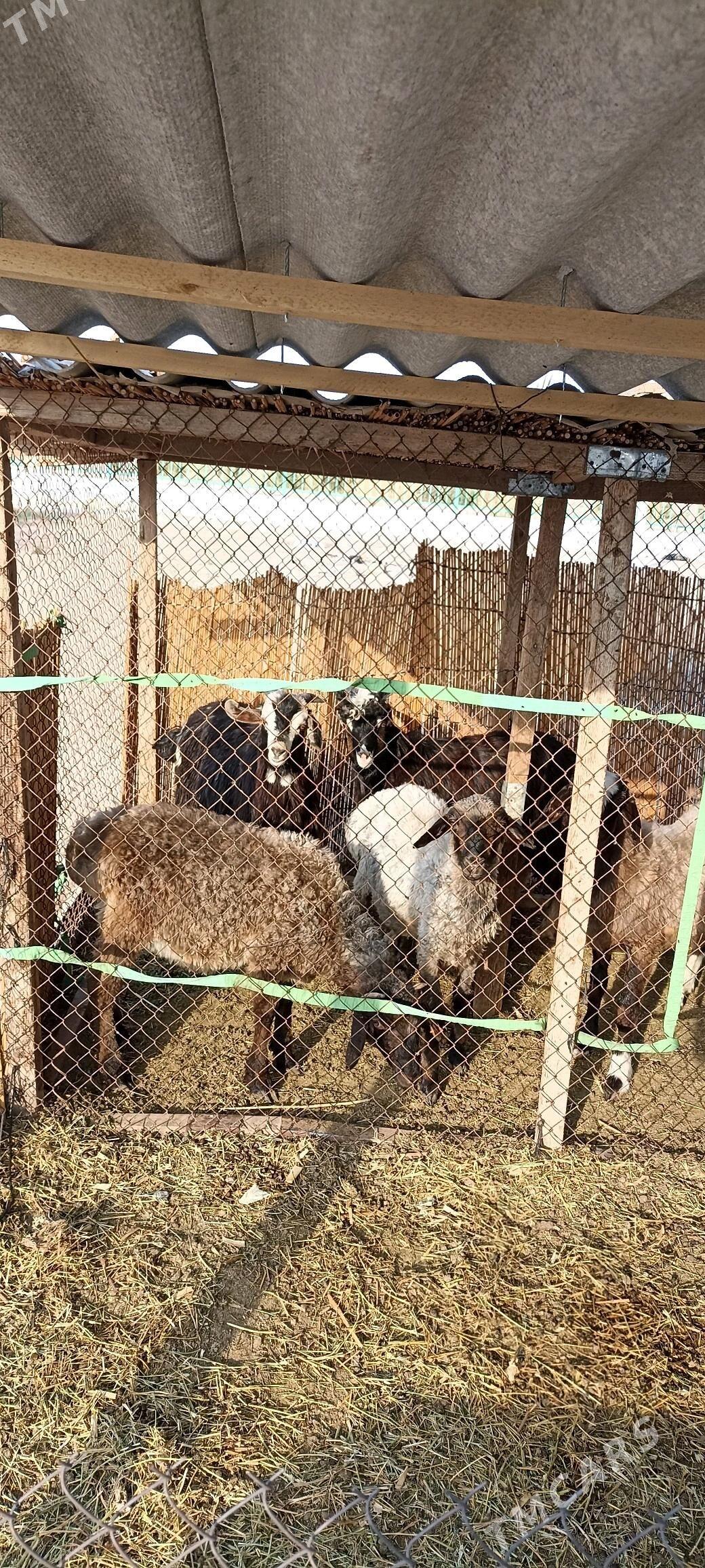 Tokly, çebiş - Гёкдепе - img 4