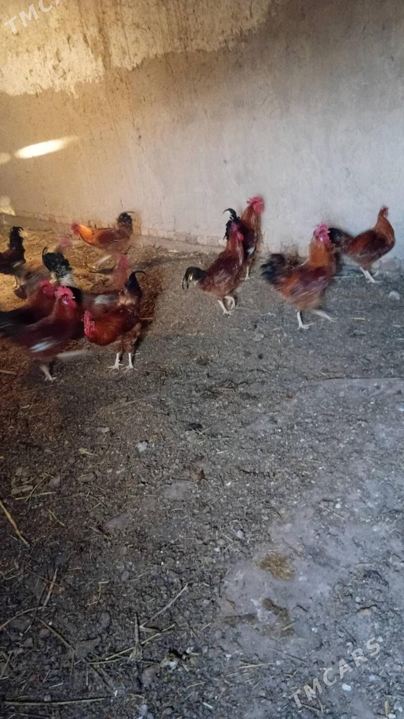 tovuk horaz - Шабатский этрап - img 2