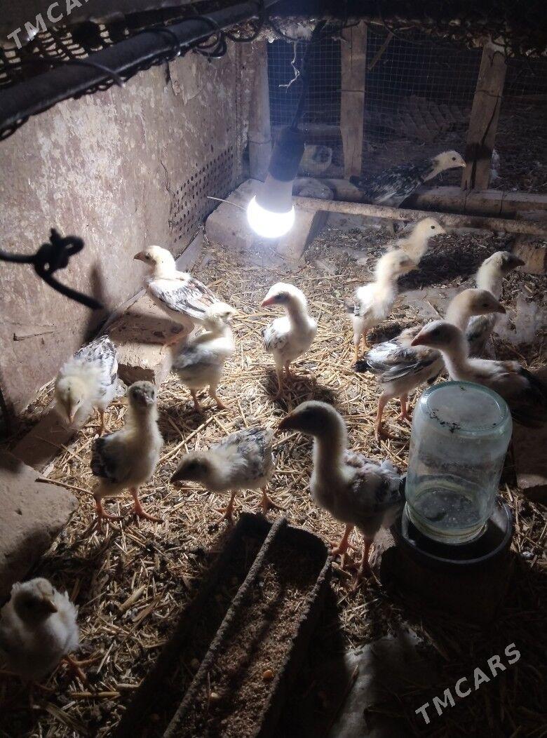 bayes juje - Чарджоу - img 1