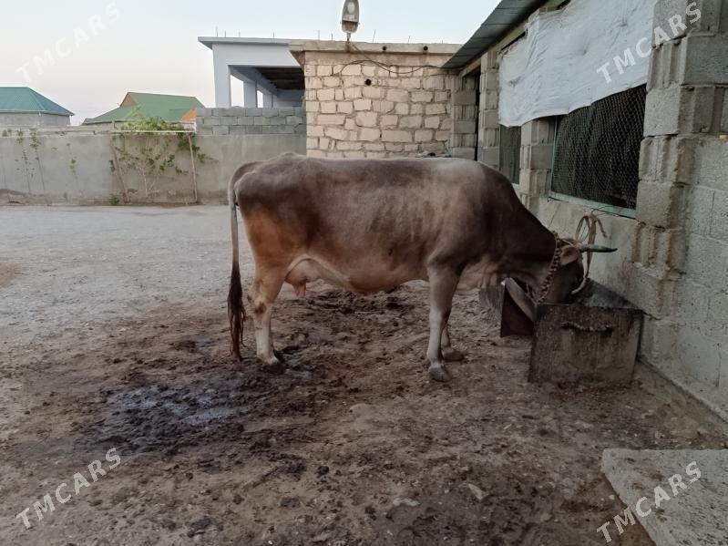 SAGYM SYGYR - Балканабат - img 2