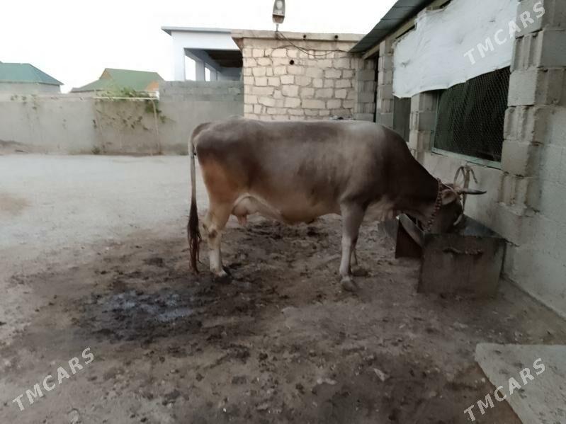 SAGYM SYGYR - Балканабат - img 3