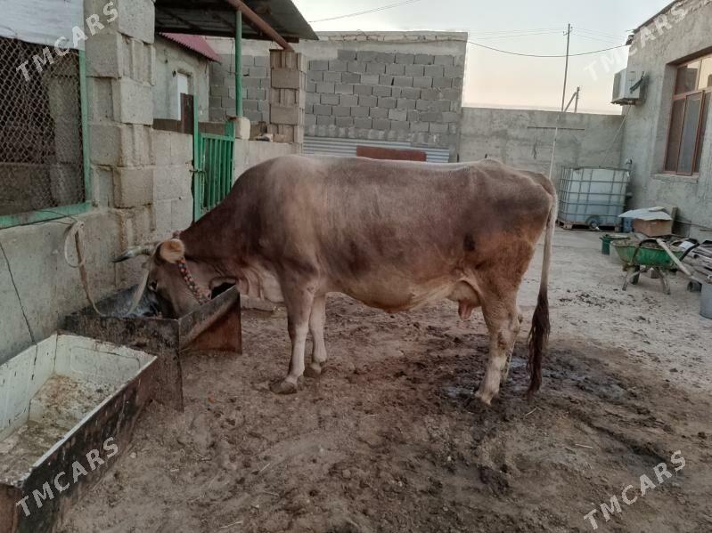 SAGYM SYGYR - Балканабат - img 4