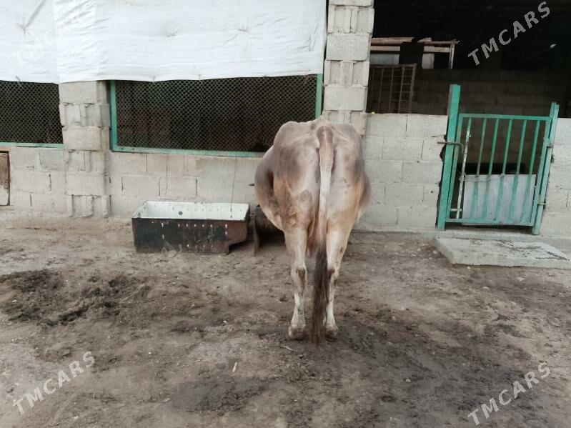 SAGYM SYGYR - Балканабат - img 6