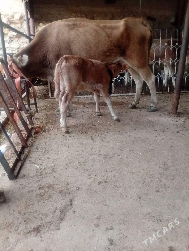 Tohum göleli sygyr - Гызыларбат - img 3