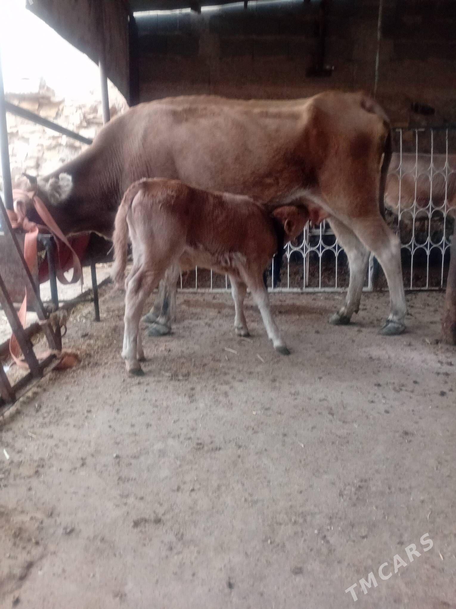 Tohum göleli sygyr - Гызыларбат - img 1