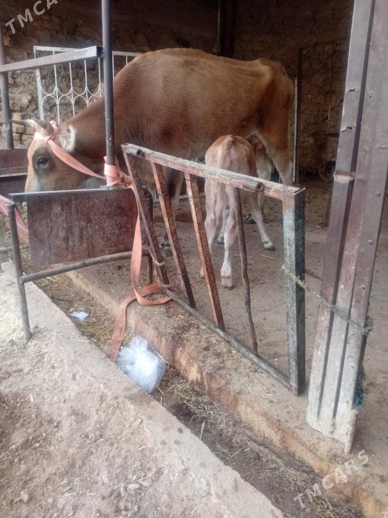 Tohum göleli sygyr - Гызыларбат - img 2