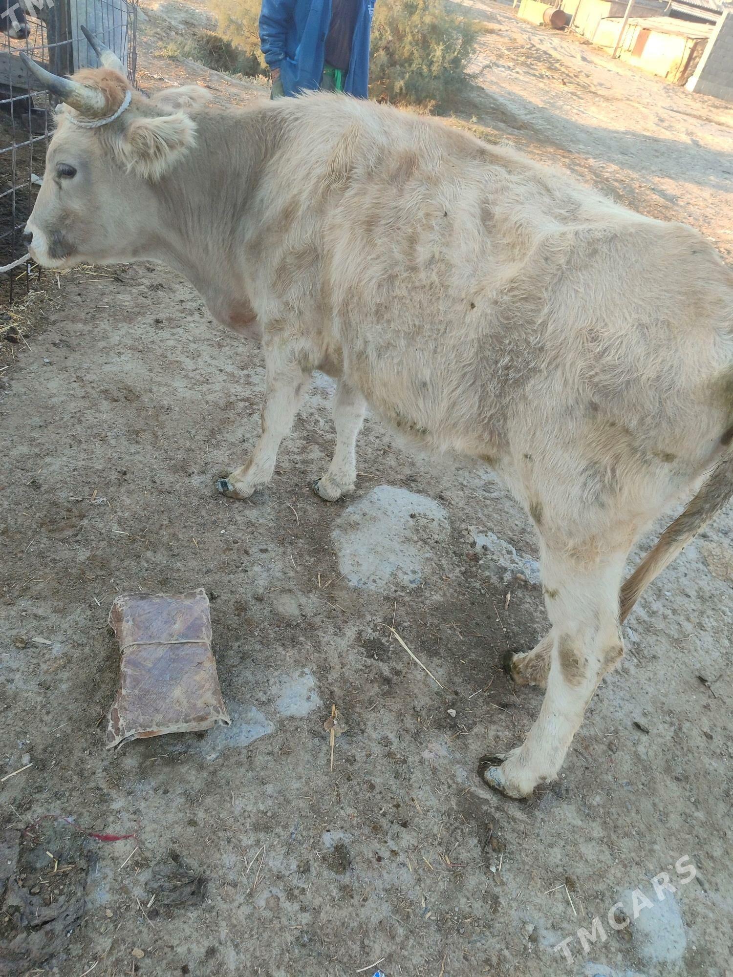 gysyr sygyr - Gyzylarbat - img 1