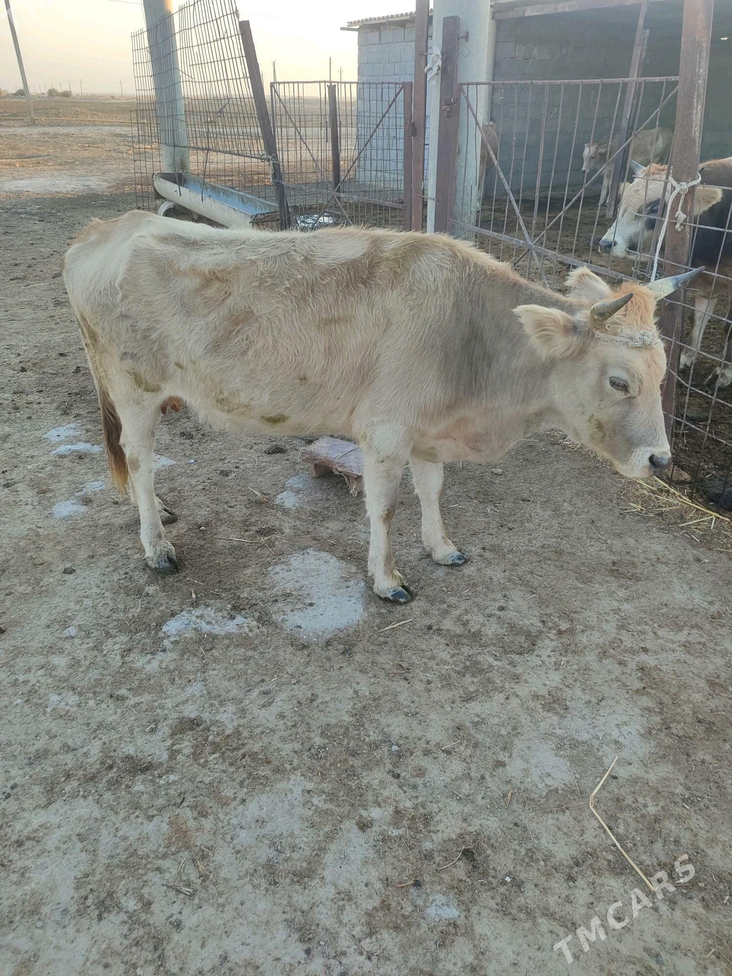 gysyr sygyr - Gyzylarbat - img 2