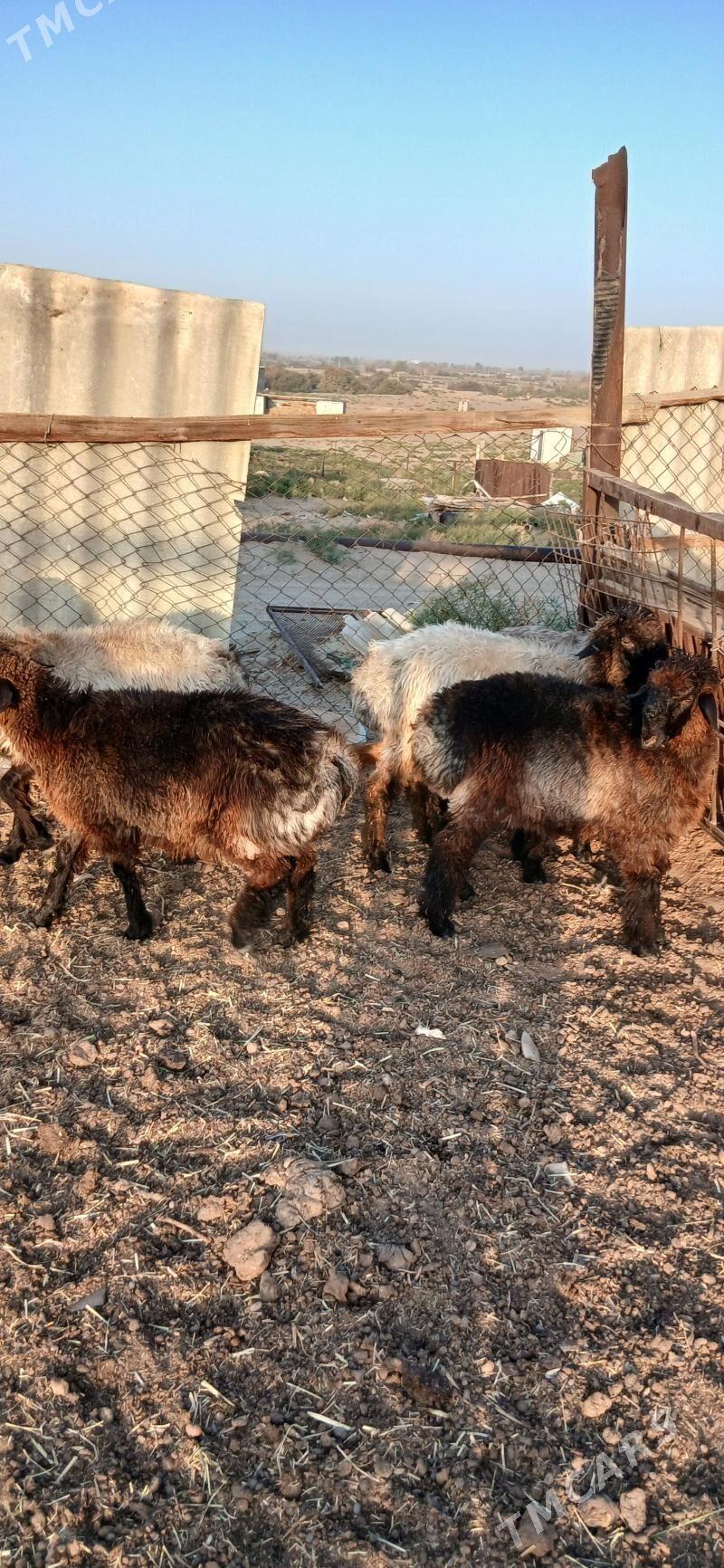 issek - "Altyn Asyr" Gündogar bazary (Jygyllyk) - img 4