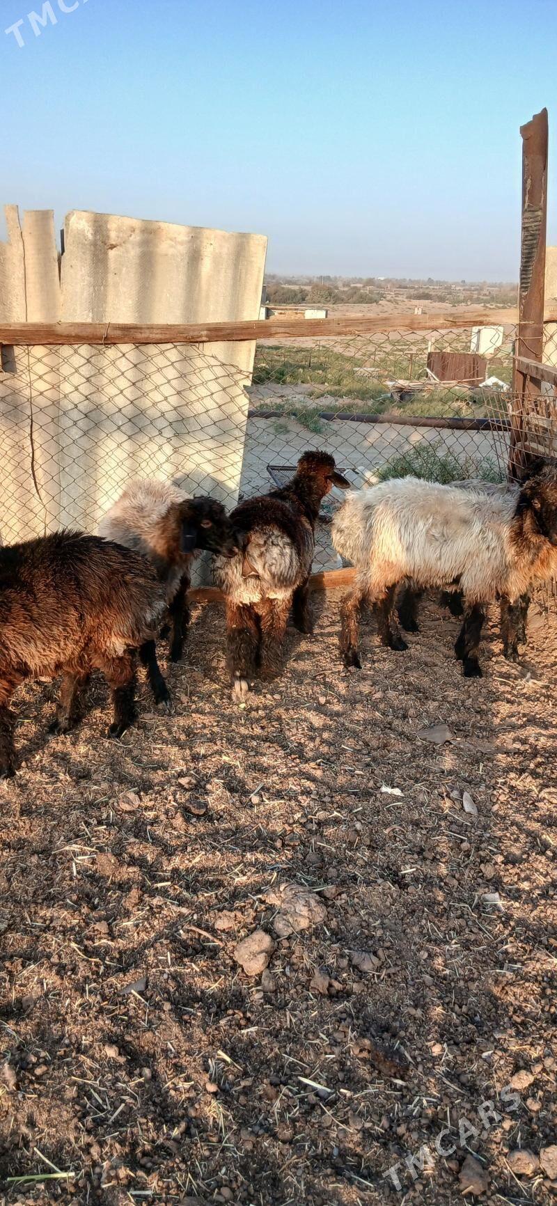 issek - "Altyn Asyr" Gündogar bazary (Jygyllyk) - img 6