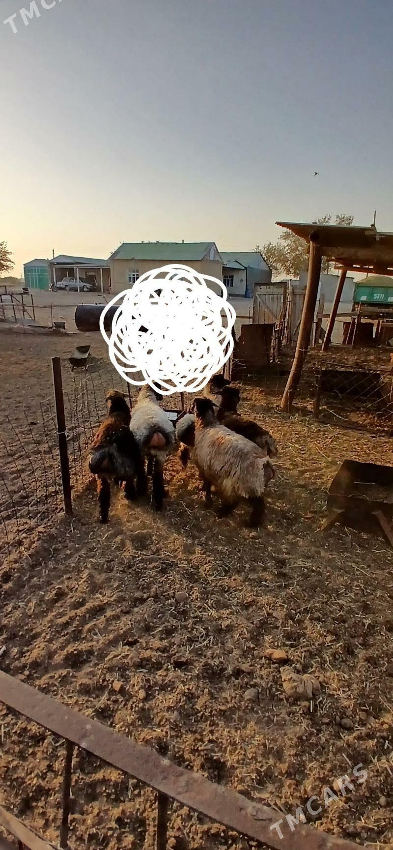 issek - "Altyn Asyr" Gündogar bazary (Jygyllyk) - img 2