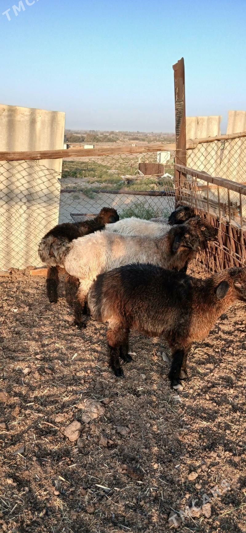 issek - "Altyn Asyr" Gündogar bazary (Jygyllyk) - img 5