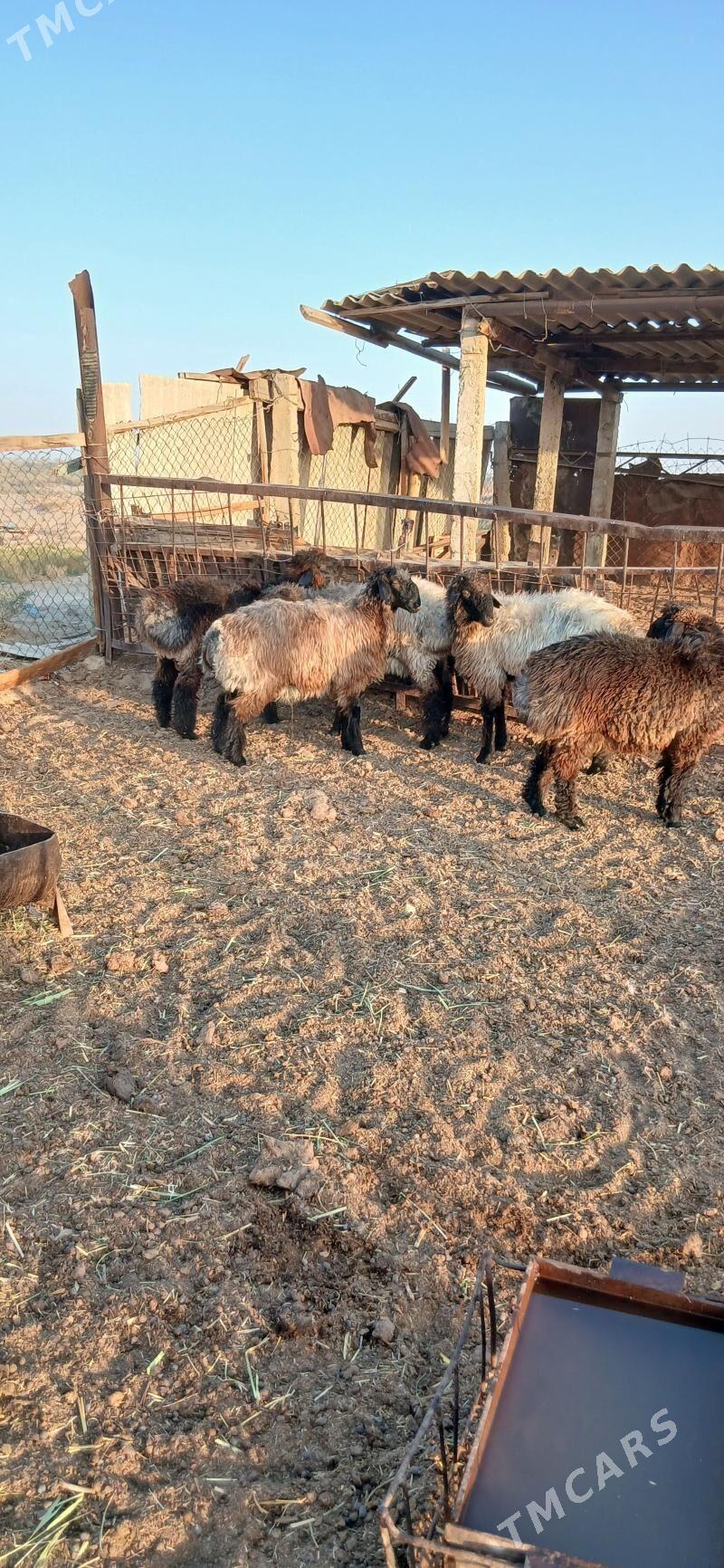 issek - "Altyn Asyr" Gündogar bazary (Jygyllyk) - img 3