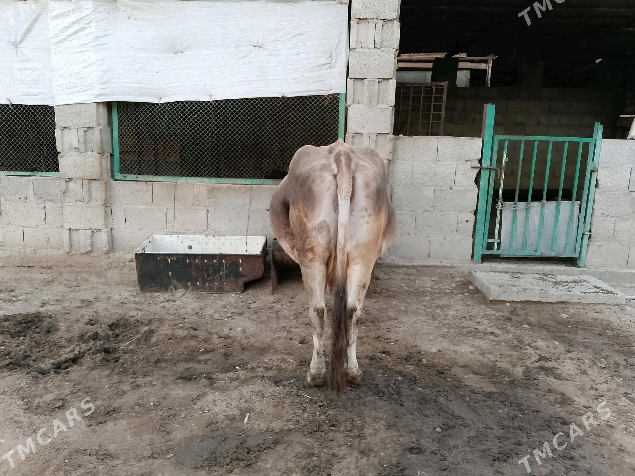 SAGYM SYGYR - Балканабат - img 1