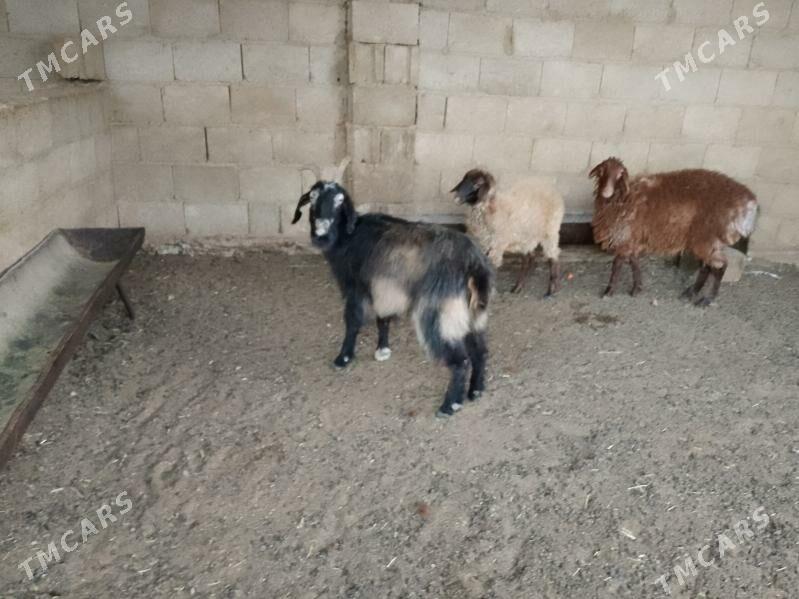 tokly - Balkanabat - img 1