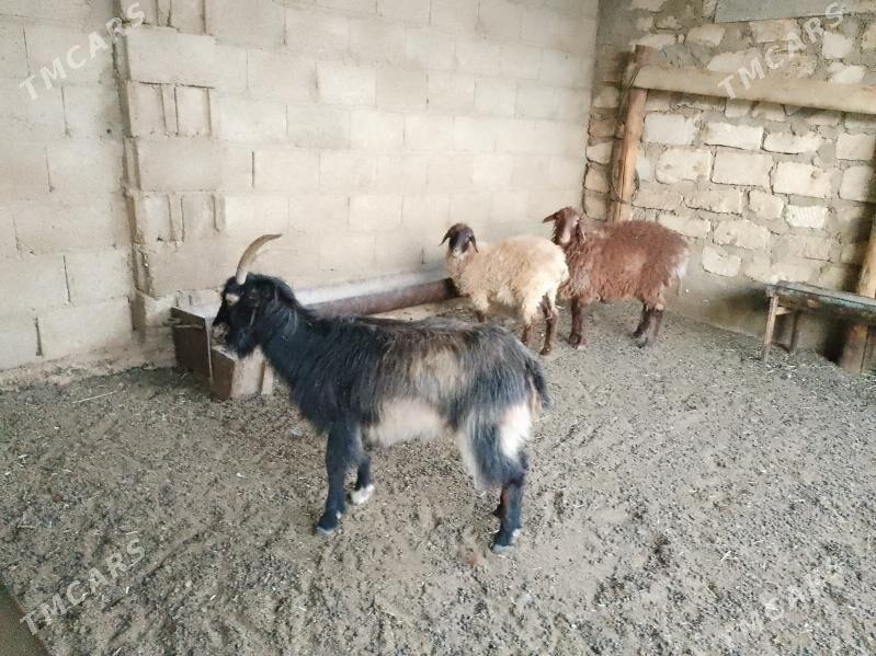 tokly - Balkanabat - img 3