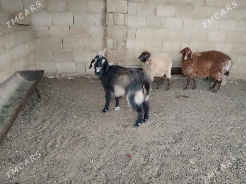 tokly - Balkanabat - img 2