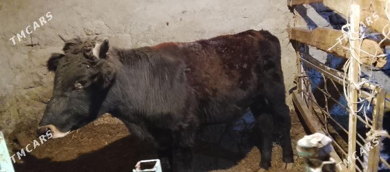 Okuz 2-sany - Ашхабад - img 3