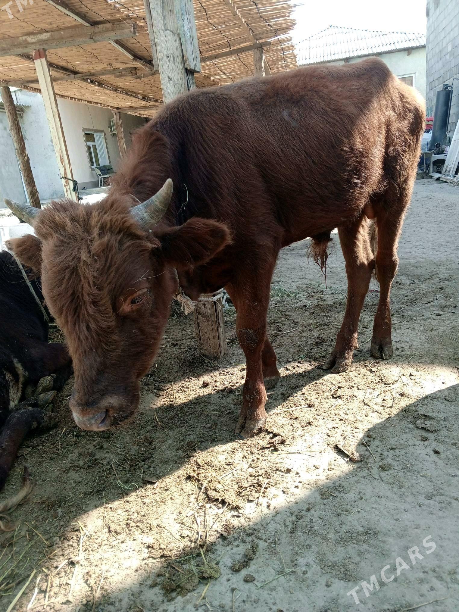 Okuz 2-sany - Ашхабад - img 1