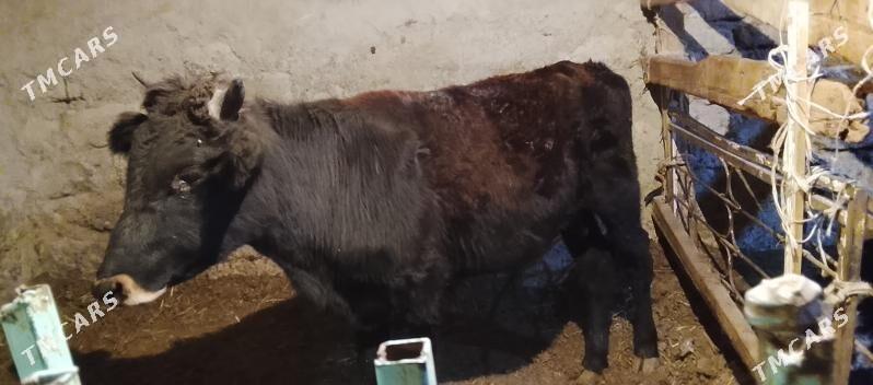 Okuz 2-sany - Ашхабад - img 2