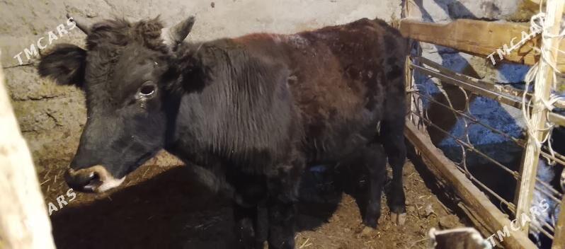 Okuz 2-sany - Ашхабад - img 4